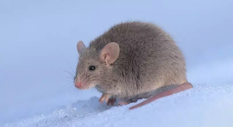 В Атырау из-за нашествия мышей началась массовая дератизация