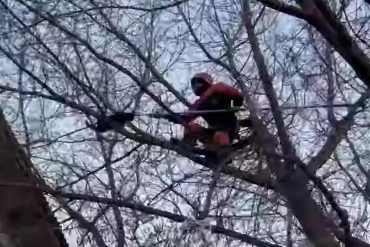 Снять кошку с дерева помогли спасатели в Уральске