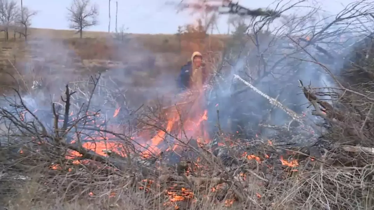 Қарағанды облысында орманды санитарлық тазалау басталды