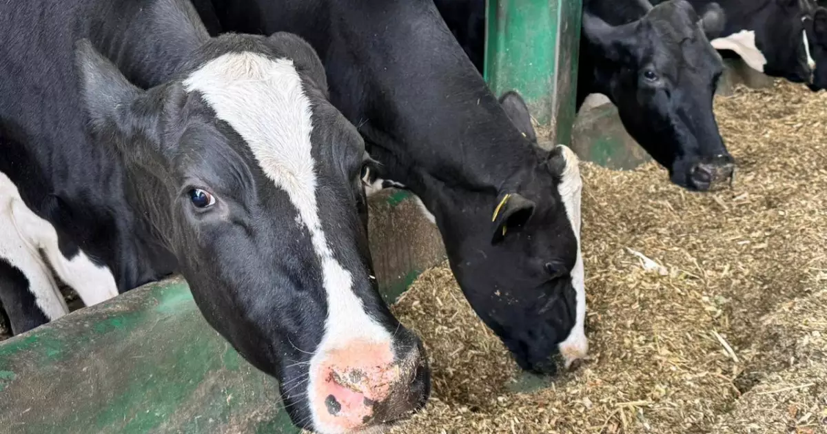   Асылтұқымды мал шаруашылығын дамытуға қатысты субсидиялау қағидасына өзгерістер енгізілді   