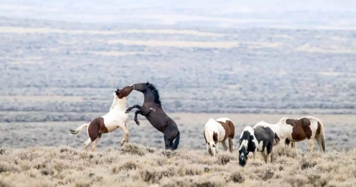  Ұлытау облысында ұрланған жүзге жуық мал иесіне қайтарылды 