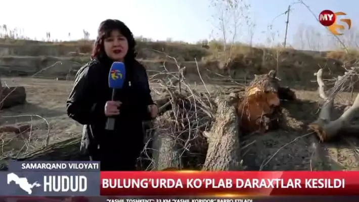 В Самаркандской области при бетонировании канала вырубили около 1 000 деревьев