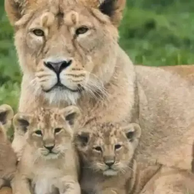 Азиатские львы напали на детей в Индии: ребёнок погиб