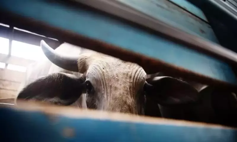 Кража скота в Улытау: задержаны четыре преступные группы