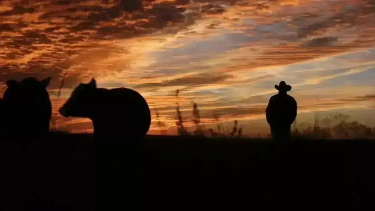 100-ге жуық мал табылды: Ұлытау облысында мал ұрлығымен айналысқан 17 адам қолға түсті (ВИДЕО)