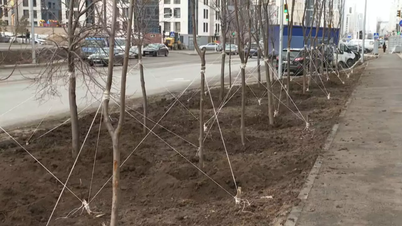 Елордада жылына 60 мың көшет егіледі