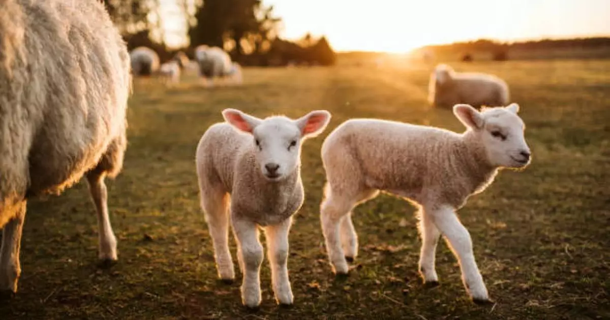  Мемлекет басшысы Үкіметке ауыл экономикасын жандандыру үшін нақты ұсыныстар әзірлеуді тапсырды 