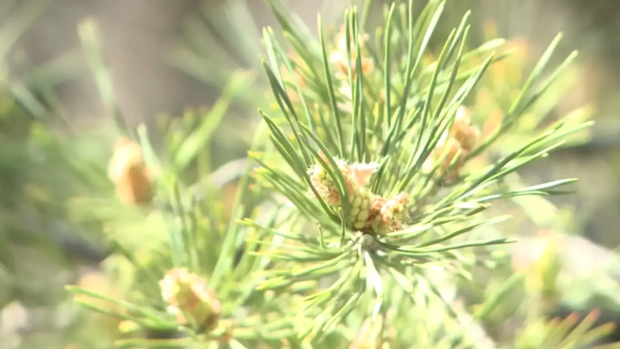 Озеленение населённых пунктов: проблемы и достижения