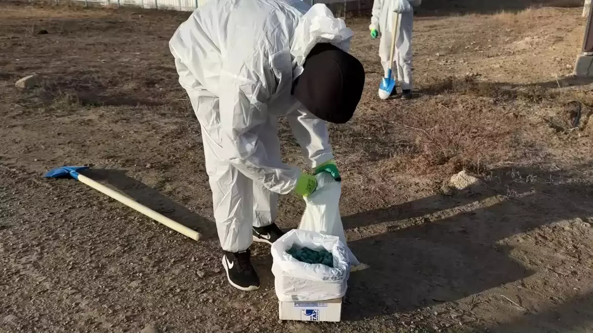 Атырау облысында тышқандарды улау шаралары жүріп жатыр