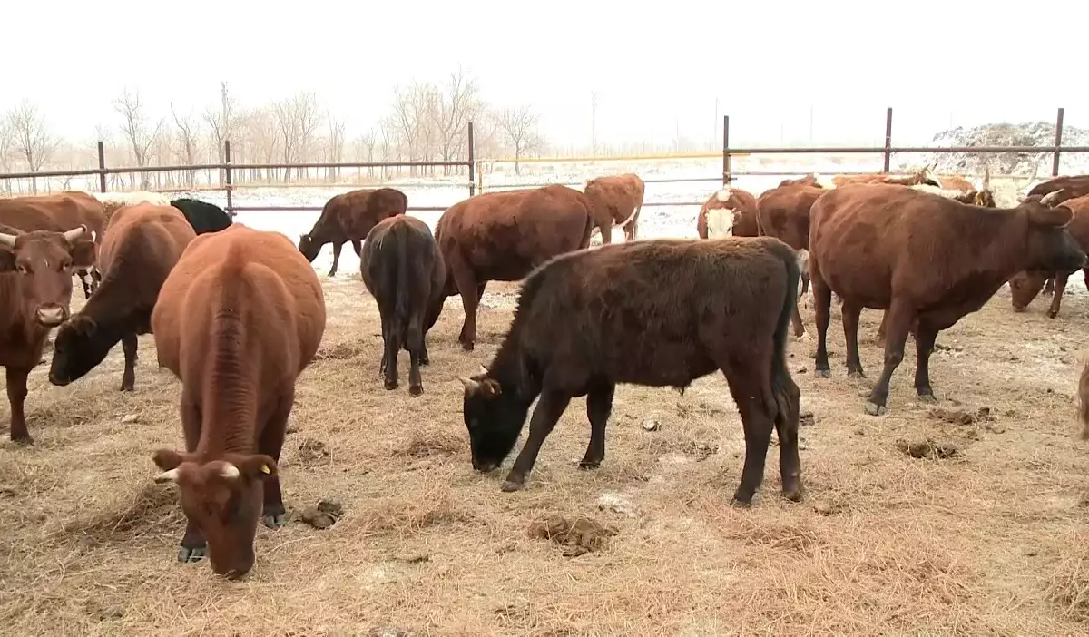 Под покровом ночи: четыре преступные группы крали скот у сельских жителей