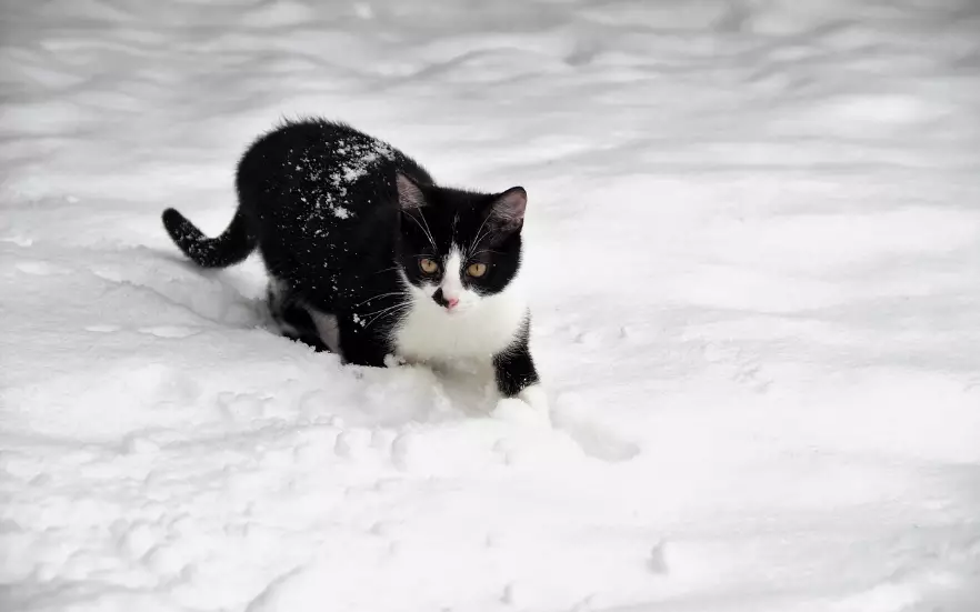 Осадки ожидаются в ближайшие три дня на большей части Казахстана