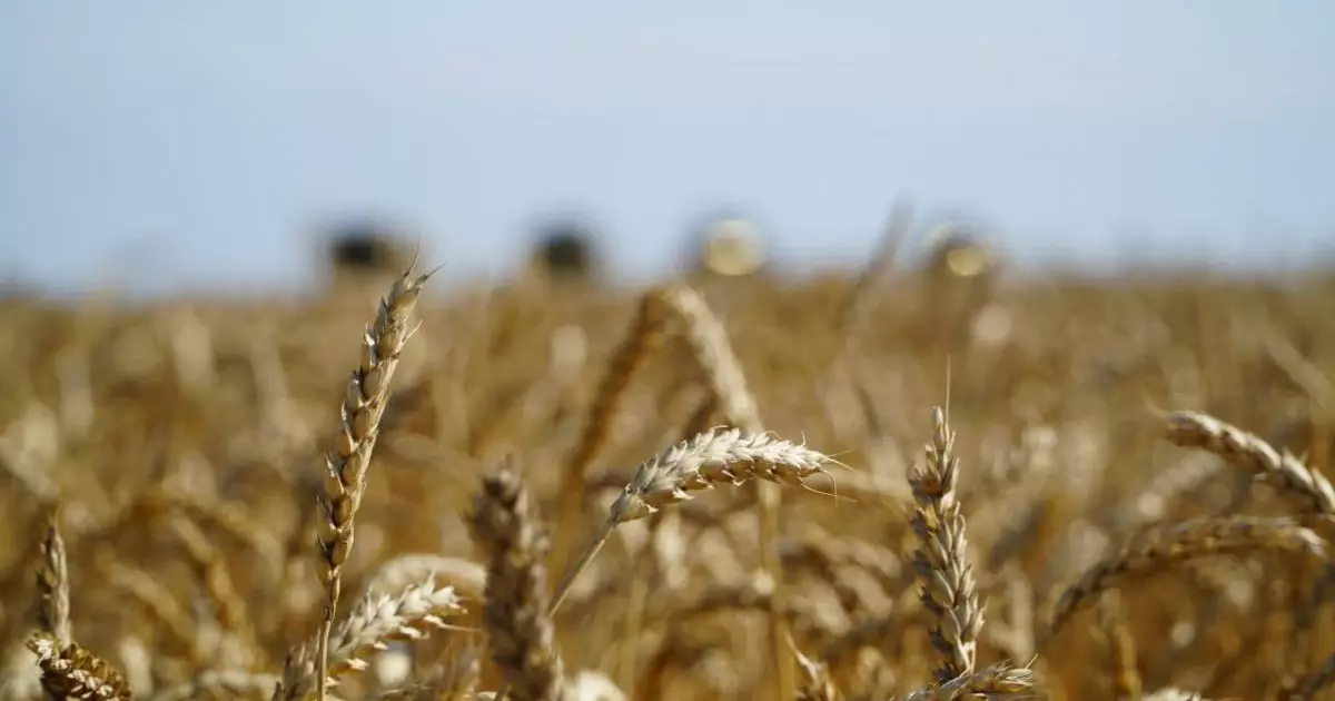  Үкімет астық экспортын қолдауға қосымша 7 млрд теңге бөлді 