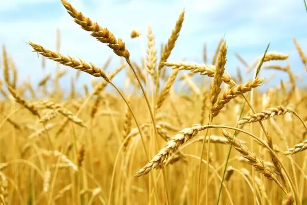 Казахстан выделил дополнительные 7 млрд тенге для усиления экспорта зерна