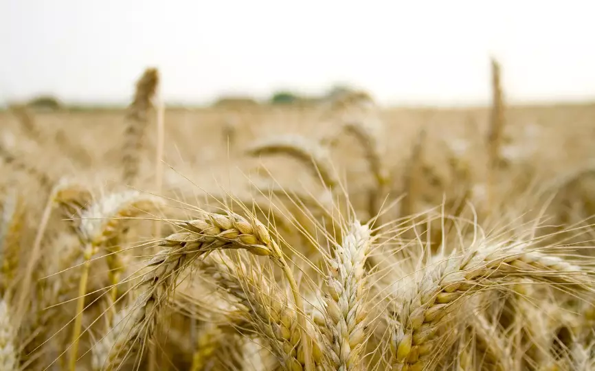 7 млрд тенге выделило правительство Казахстана на поддержку экспорта зерна