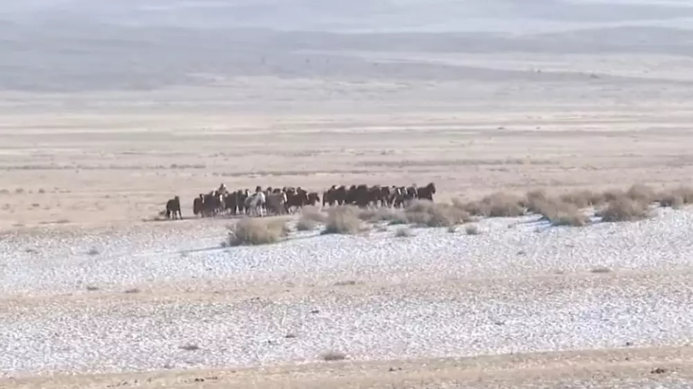 Нашествие волков наблюдается в Абайской области