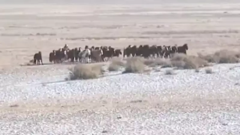 Волки загрызли сотни животных в Абайской области