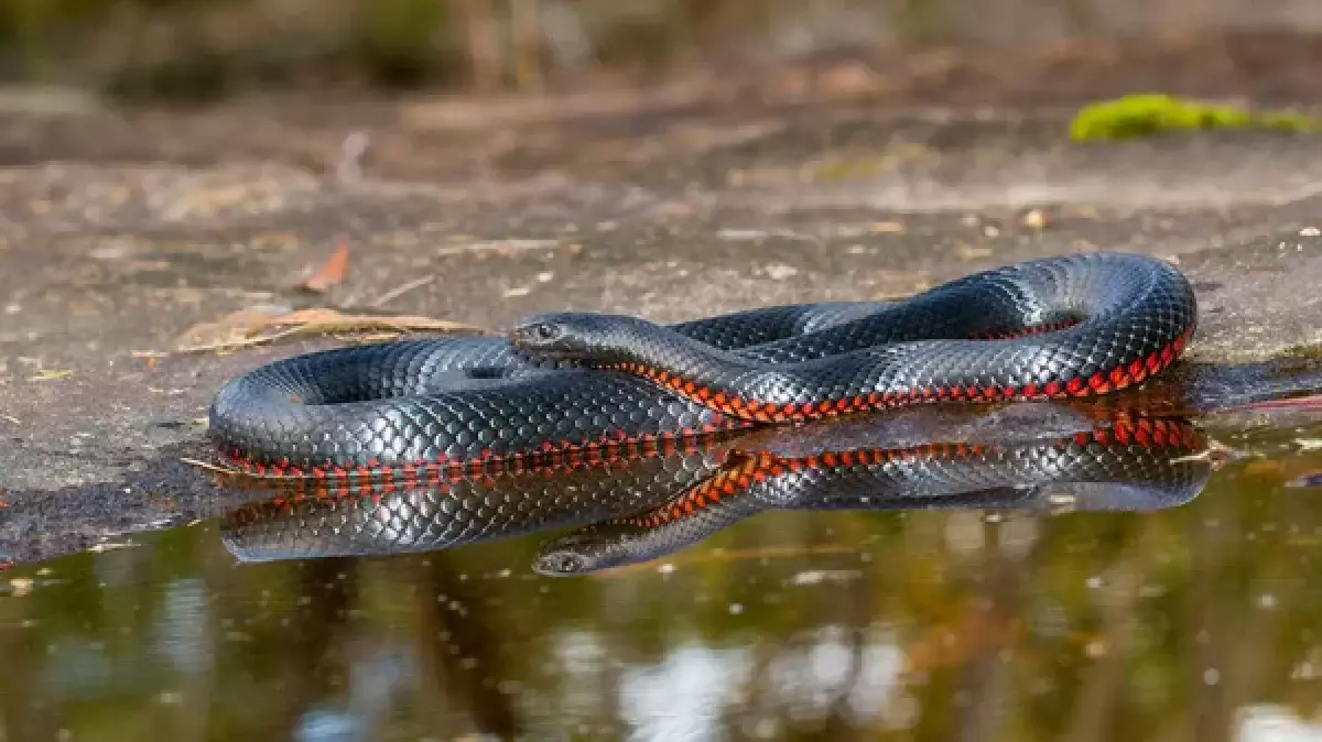 Турист погиб на Бали: врачи приняли смертельный укус змеи за отравление