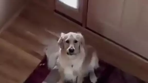 Үйде қалған ит жарылыс жасаған