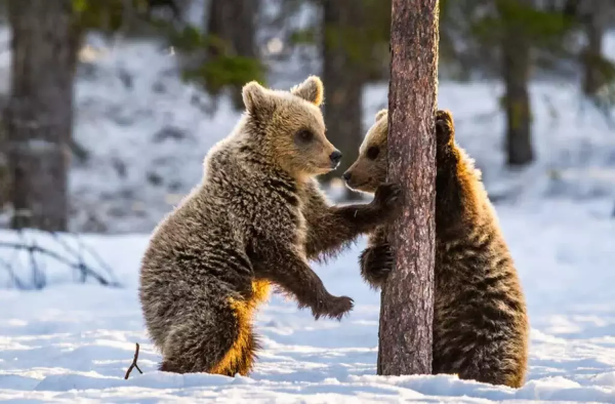 Заблудившийся косолапый: в ВКО местные жители поймали медвежонка