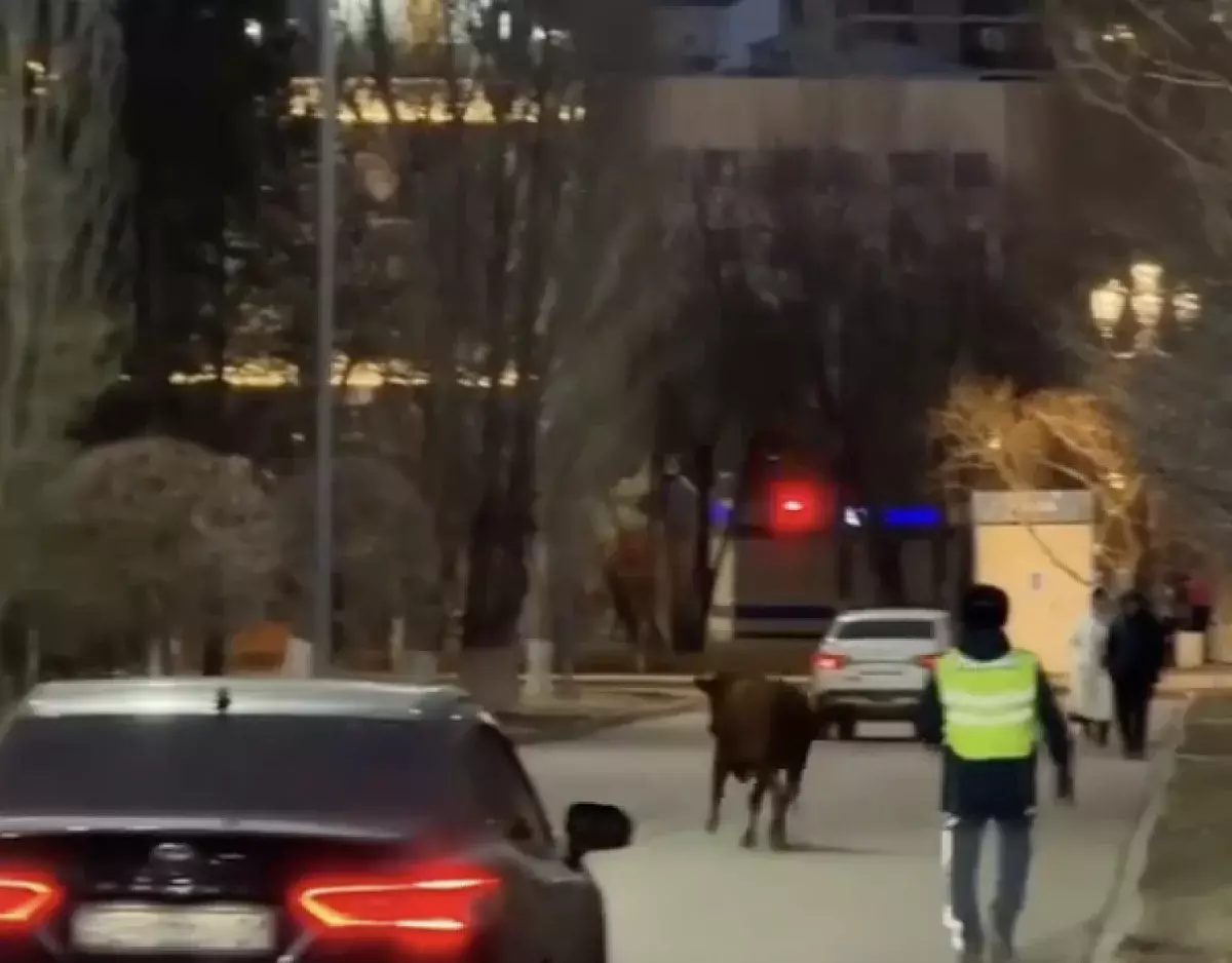 Погоня полицейских за коровой в Астане попала на видео