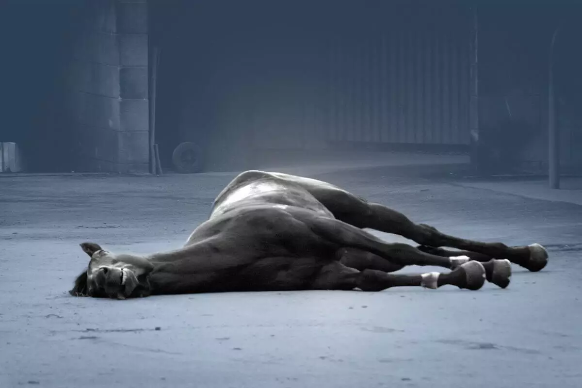 Лошадь разделывали ночью во дворе в Темиртау: полиция проводит проверку (ВИДЕО)