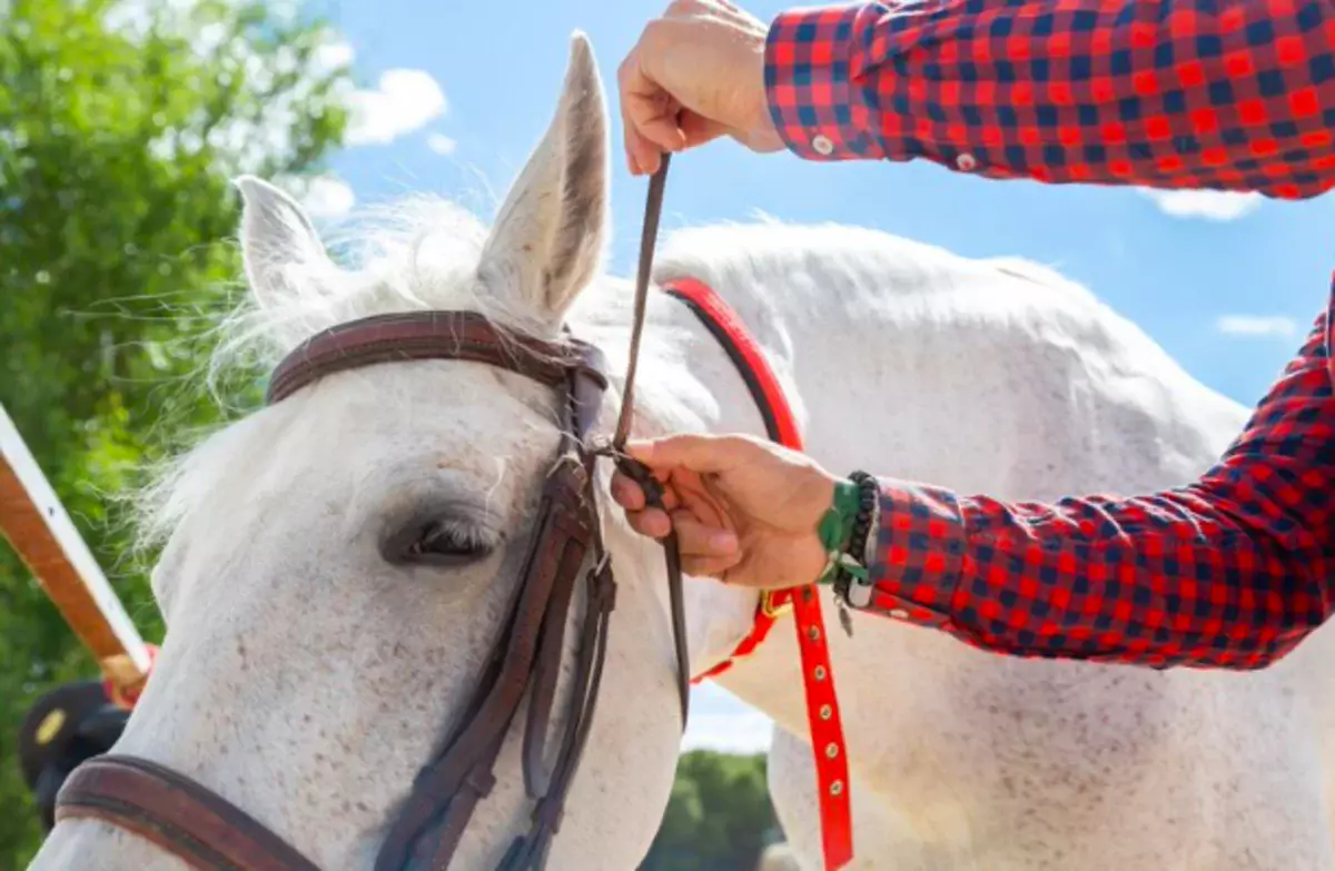 Мужчины разделывали лошадь прямо под окнами многоэтажки в Темиртау (ВИДЕО)