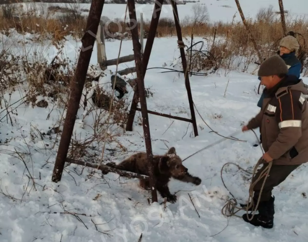 "Дали ему суп": медвежонка поймали жители ВКО