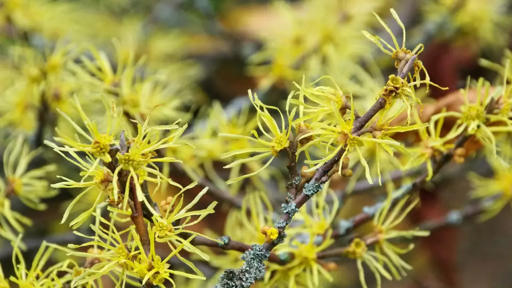 “Волшебное“ дерево показали на видео в Ботсаду Алматы