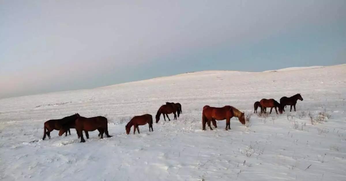  Павлодар облысында малын қараусыз жіберген 2 мыңға жуық адам жауапқа тартылды 