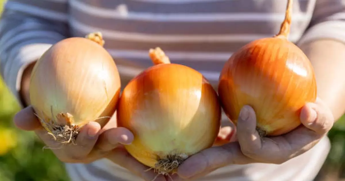  Жамбыл облысы пияз экспорты бойынша көш бастап тұр 