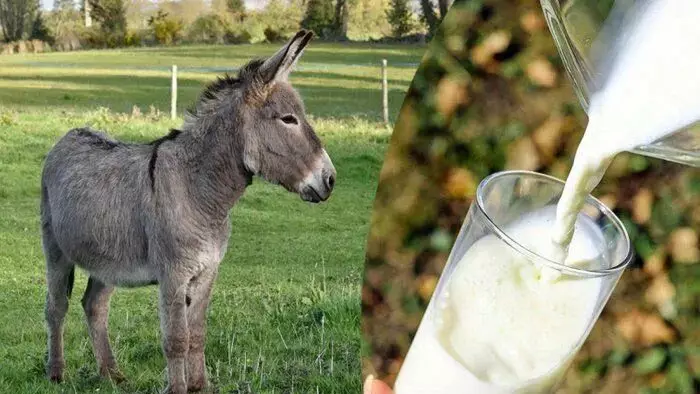 Есектің сүті харам ба, әлде өте пайдалы ма?