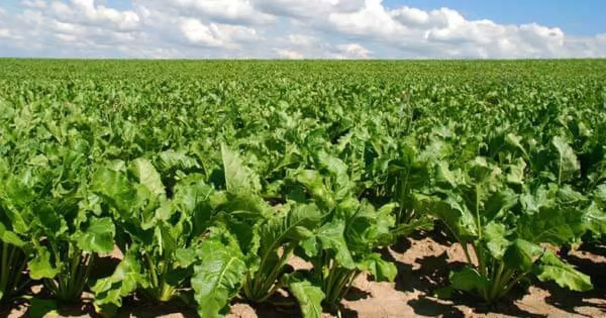  Қарашөкеев Жамбыл облысына тартылған 4 трлн-ға жуық инвестицияның құрамын атап көрсетті 