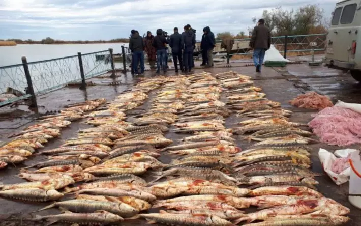 За месяц в Казахстане привлечены к ответственности 4 тысячи браконьеров