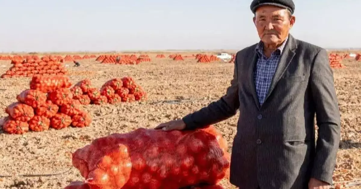  Жамбыл облысы пияз экспортынан көш бастады 