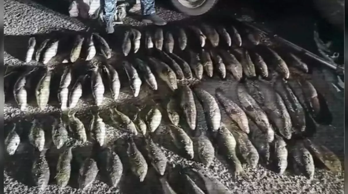 МВД РК выявило более 4 тысяч нарушений в ходе операции "Браконьер"