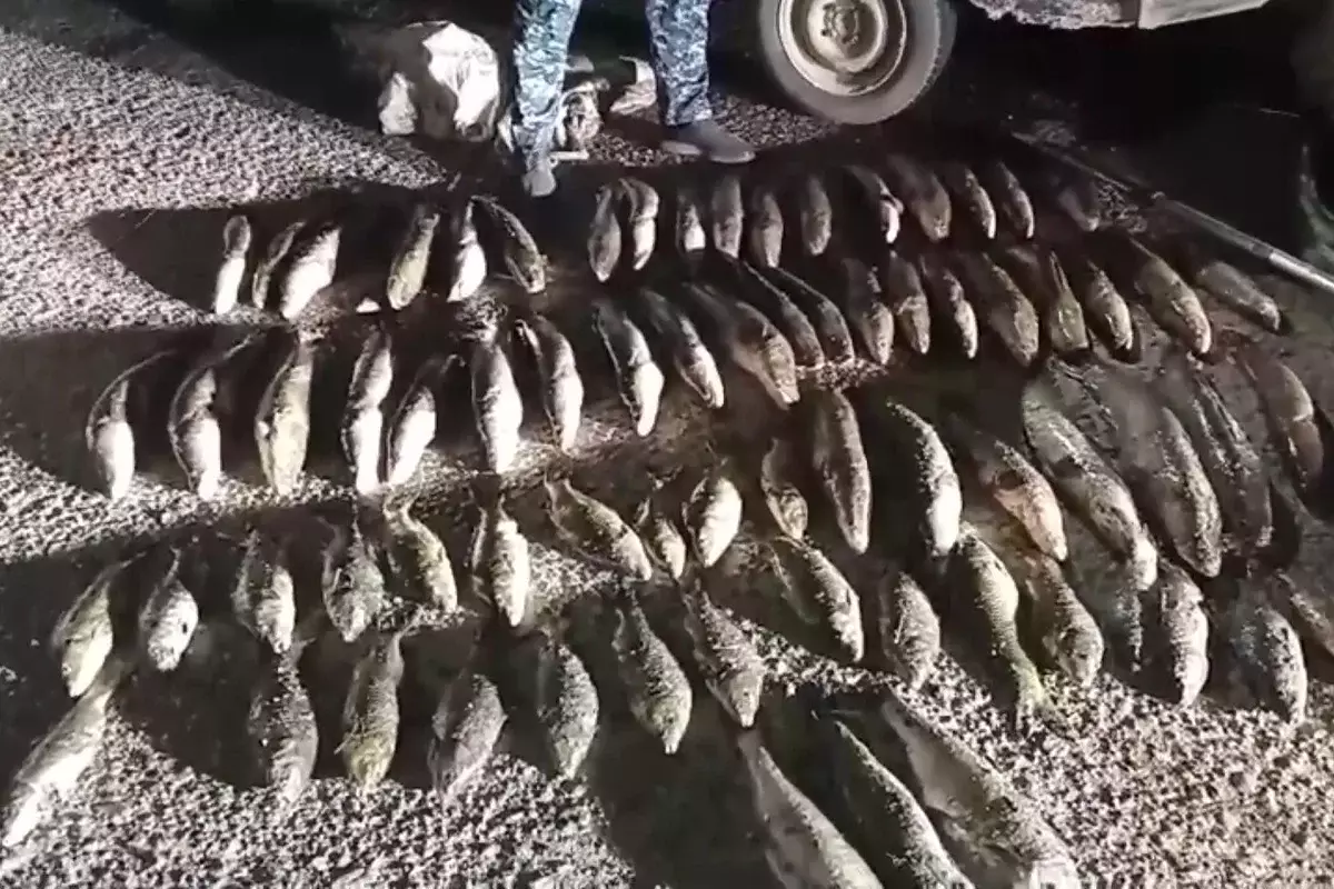 В Казахстане за месяц привлекли к ответственности 4 000 браконьеров