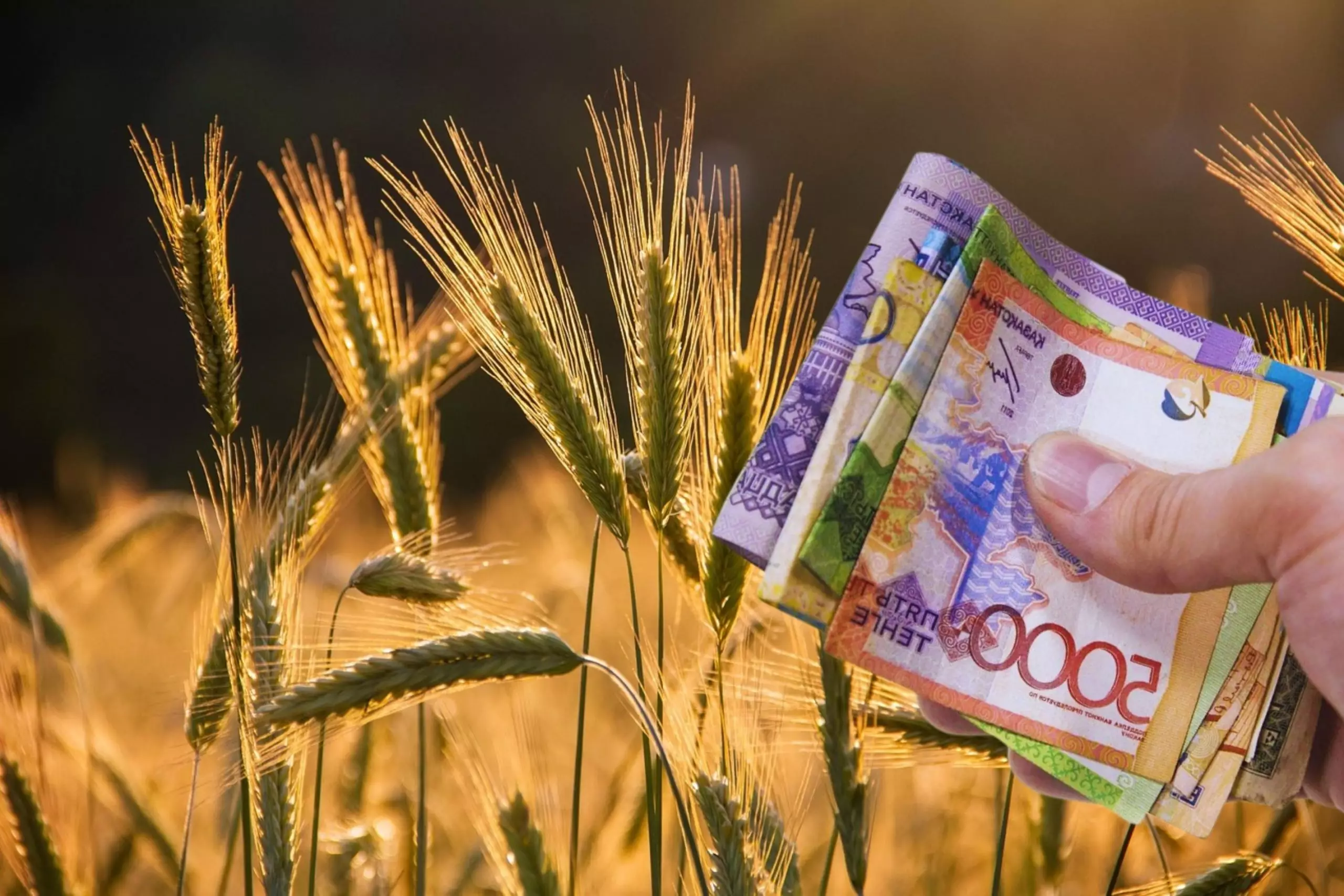 Қазақстан астық экспортына қосымша 7 млрд теңге бөлмекші