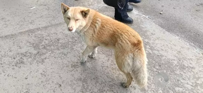 Лиса-актриса: история смышленой собачки из Семея, которая сама зарабатывает себе на жизнь