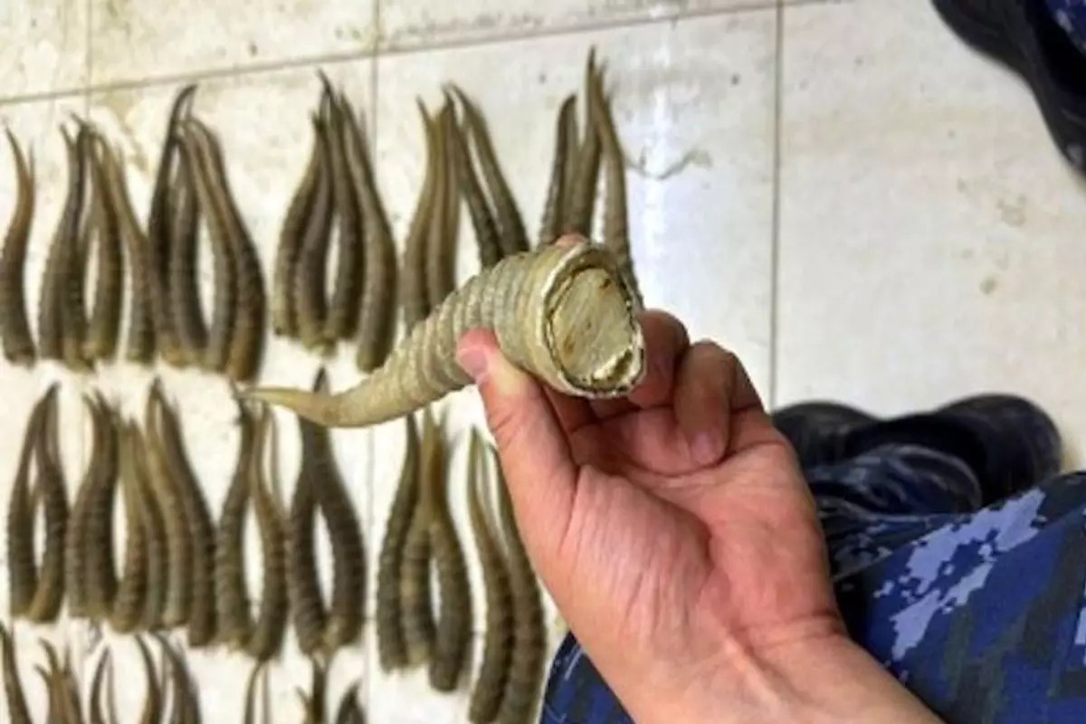 «Сайгак‑2025»: в Атырауской области стартовала масштабная акция против браконьерства