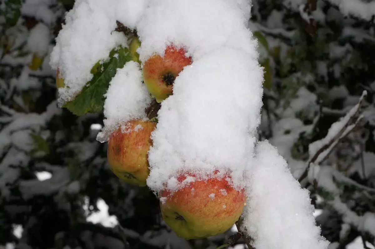 Туманная Астана и солнечный Алматы: синоптики рассказали о погоде
