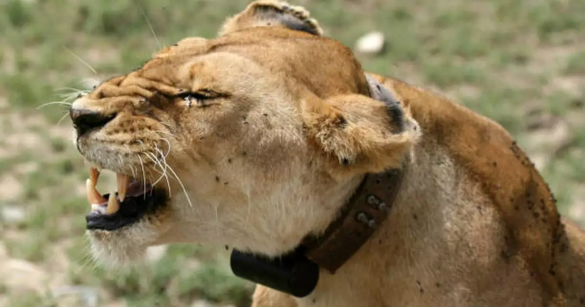  Зообақтағы арыстан жас жігітті жарып тастады (ВИДЕО) 