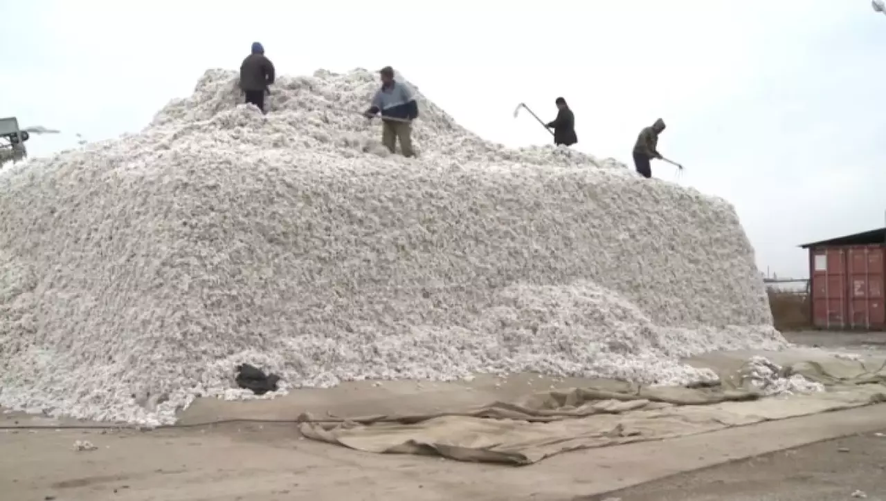 Сбор хлопка завершили в Туркестанской области