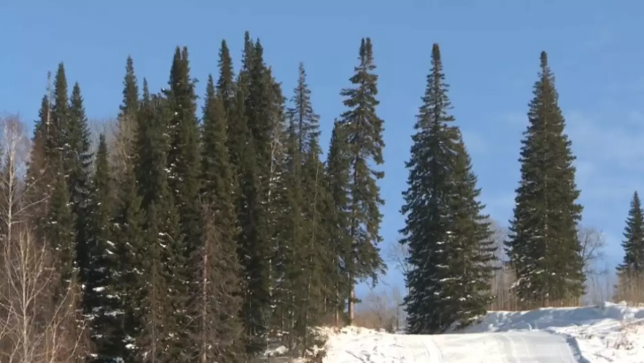 Охрану хвойных деревьев усилили перед Новым годом в ВКО