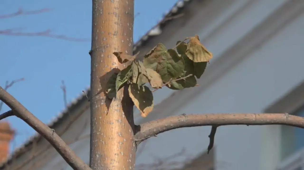 Павлодарлық оқушы орман қорын көбейтетін жоба ұсынды