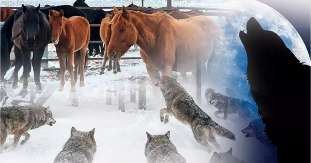   Бәйдібекте қасқыр қаптады   