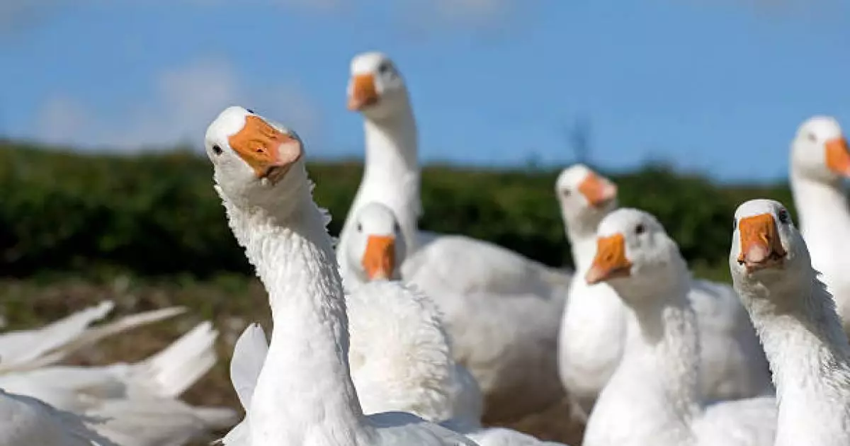  Солтүстік Қазақстан облысында 7 мыңға жуық қаз қырылып қалды 