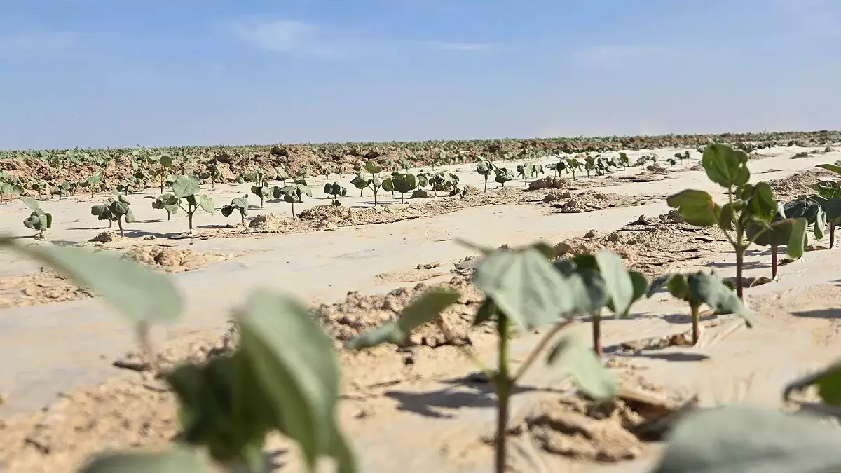 От выращивания хлопка до изготовления одежды: в Туркестанской области создадут масштабный кластер