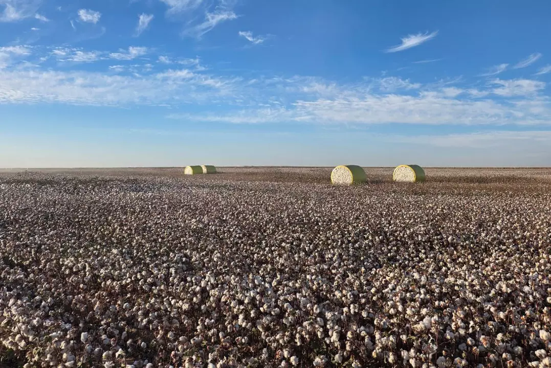 Китай инвестирует 200 млрд тенге в казахстанский хлопок