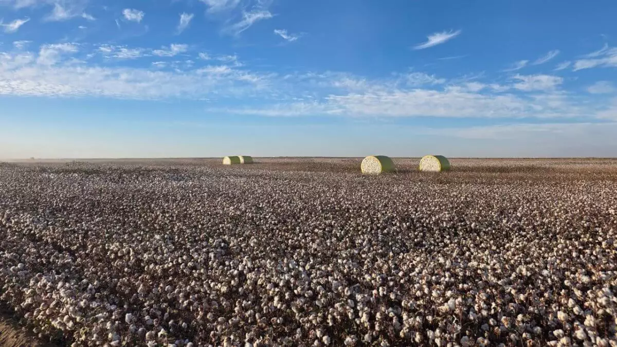 От хлопка до готовой одежды: масштабный кластер создадут в Туркестанской области