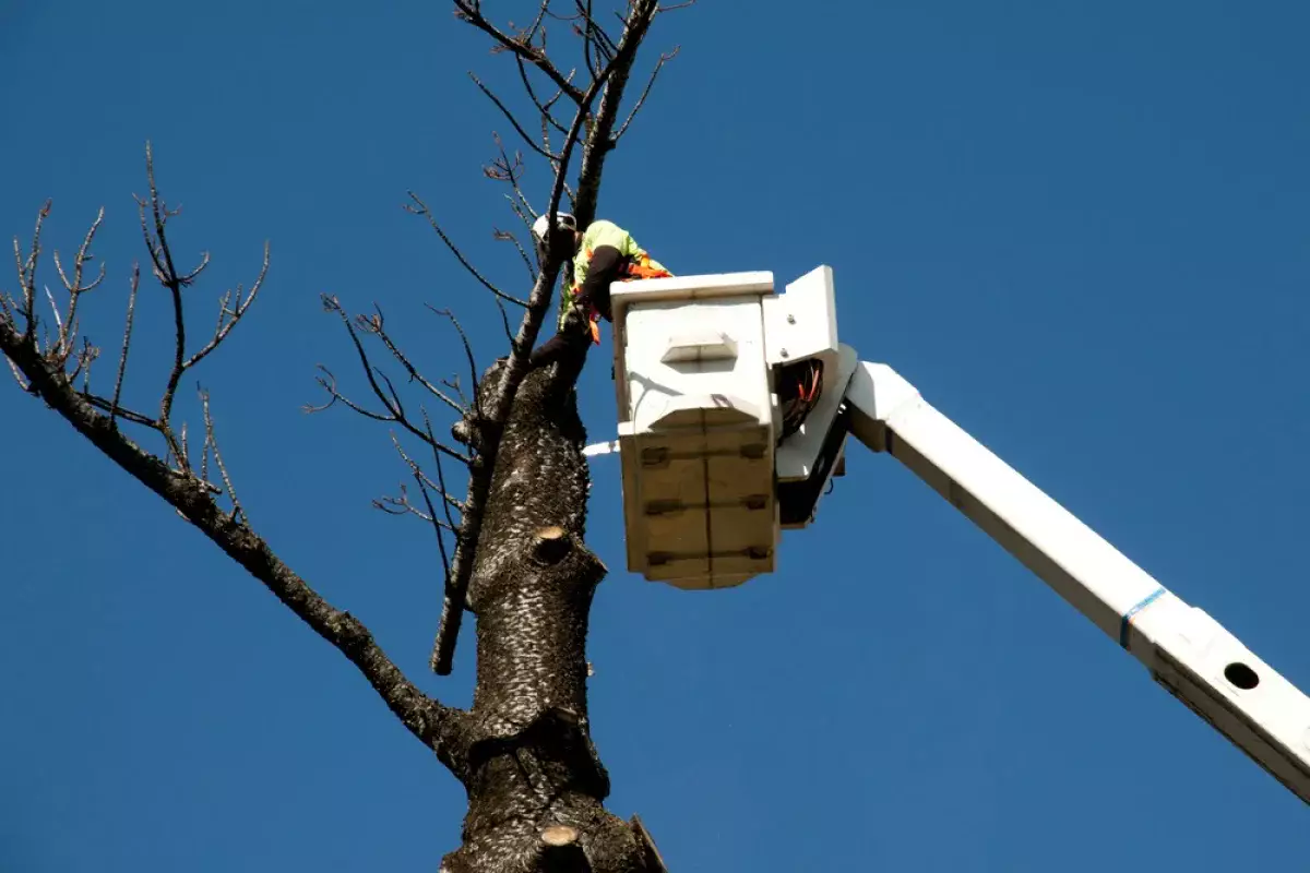 В каких случаях можно получить разрешение на вырубку деревьев в Алматы